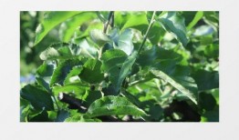 叶子视频,探索自然之美，感受生命律动